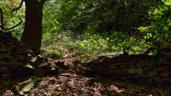 Linacre drystone wall gap to bluebells.jpg
